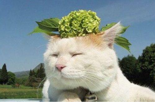 动漫猫咪吃瓜视频,猫咪吃瓜视频背后的趣味世界